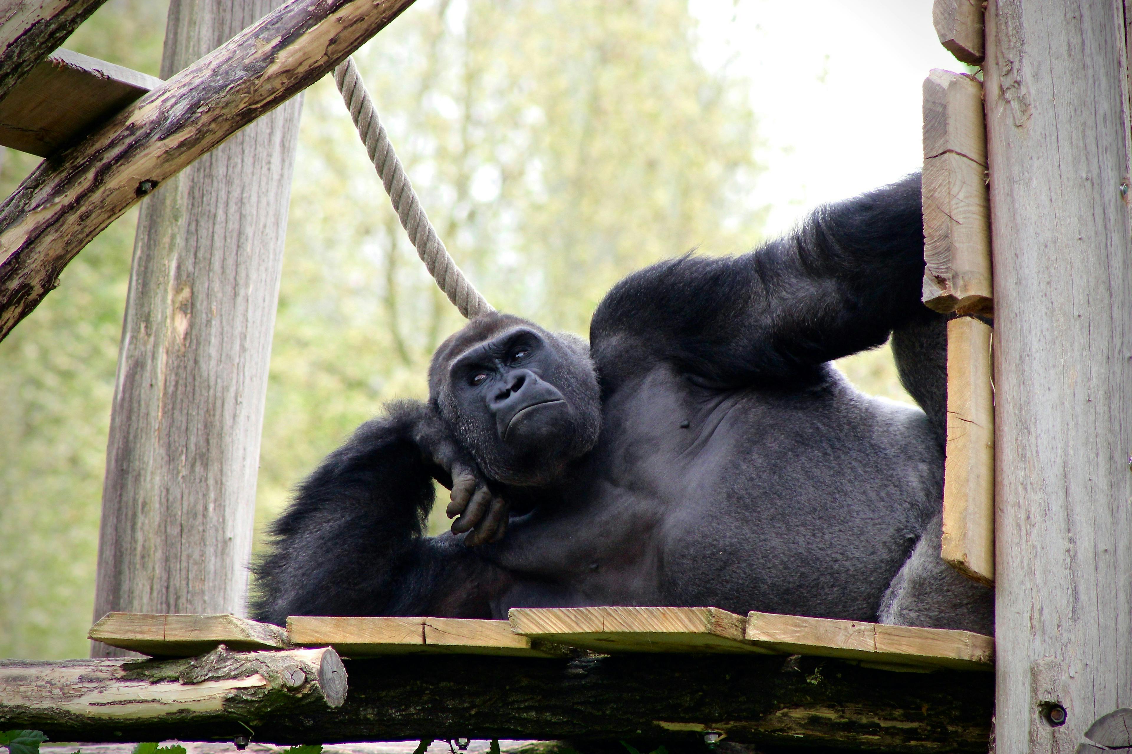 Finding High Intent Prospects - Gorilla style.